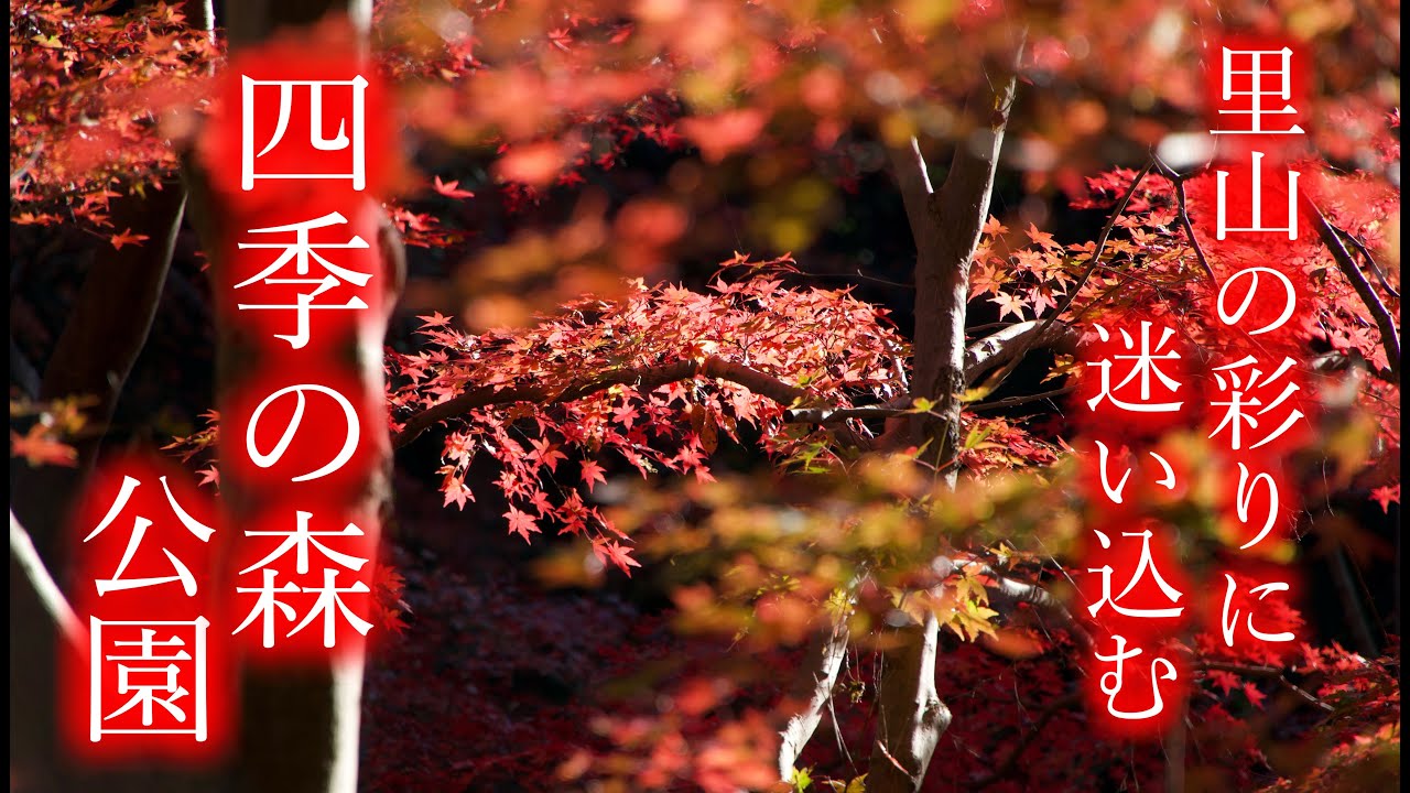 【四季の森公園】神奈川の里山の風景に迷い込める公園