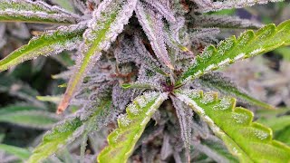 MOST VIGOROUS Plants I’ve Ever Grown! 💚 #GrowTent  #Defoliation #HomeGrown #CannabisCommunity #dank