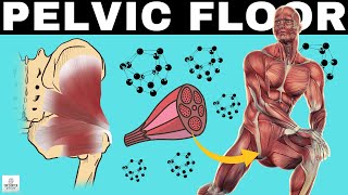 These Are The TOP 5 Pelvic Floor Muscles Exercises For Man AND Woman (2022 Science)