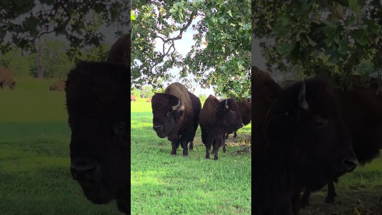 Bison Rut in Action: Wild Behavior at Woolaroc Preserve