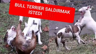 Pitbull Bull Terrier Karşı Sert Oyun Boğuşma Oyunu . Amstaff Americanstaffordshire. Türkiye Kangal