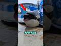 The Sweetest Way an Orca Asks For Food 🐳❤️