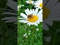 Melodia dell'Anima #flowers #nature