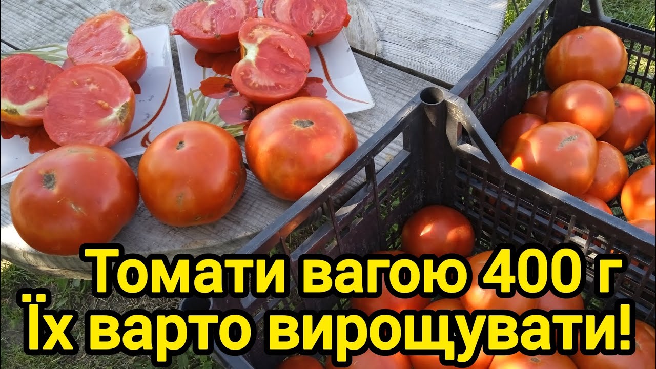 Томати вагою 400 г. Їх варто вирощувати!