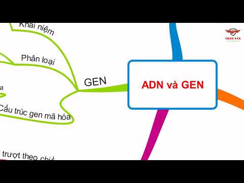 Video SƠ ĐỒ TƯ DUY ÔN TẬP ADN VÀ GEN (SINH 12) - youtube