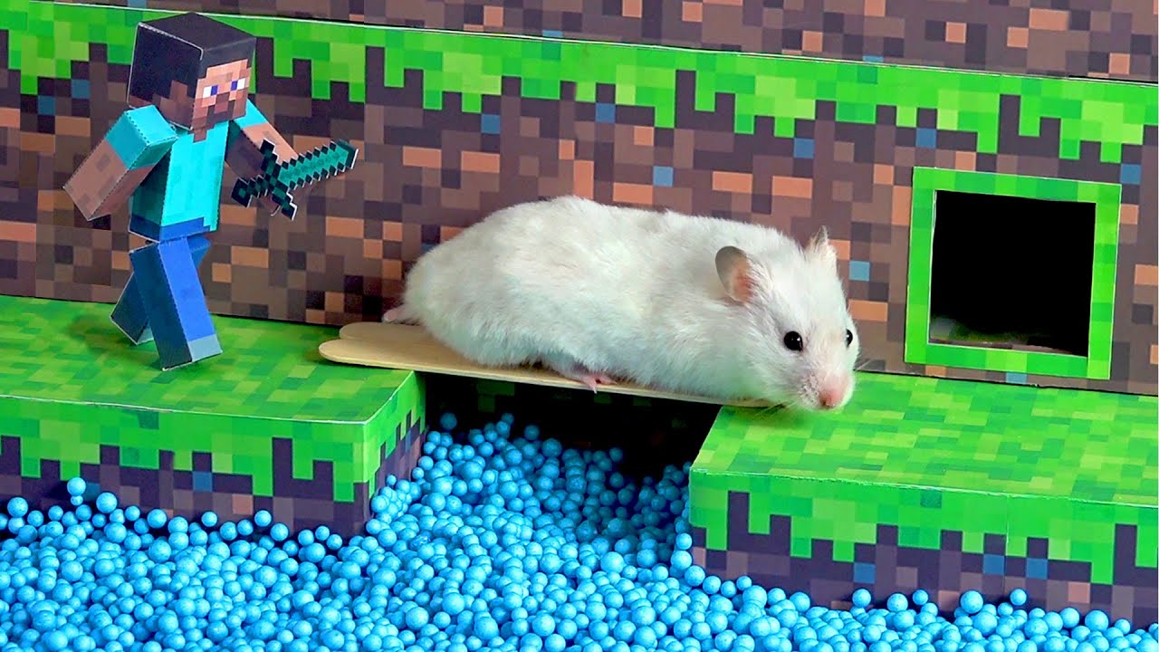 My Funny Pet Hamster in 6-Level Pyramid Maze - YouTube