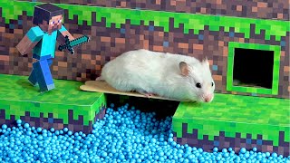 Hamster Minecraft Maze by The Secret Life of my Hamster 215,630,463 views 4 years ago 10 minutes, 3 seconds