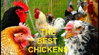 : TOP 20 The best chicken breeds for homestead farming, self-sufficient, egg layers and table fowl