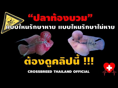 ปลาท้องบวม รักษาอย่างไร