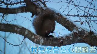 寧願我傷心