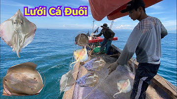 Nghề lưới cá đuối đánh bắt cá đuối bằng lưới nhìn rất hay và hiệu quả - Dân Biển