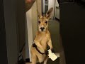 Kangaroo Tries To Fly Like A Human!