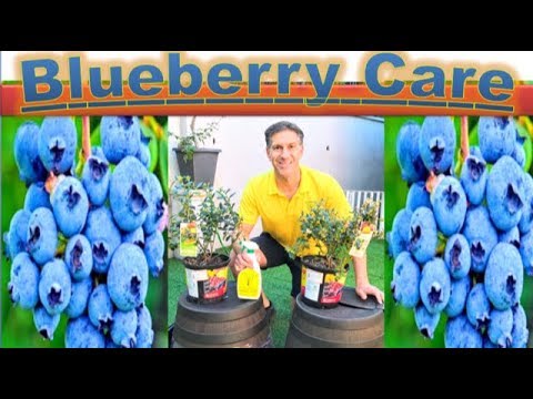 Video: Mengapa Blueberry Baik Untuk Anda?
