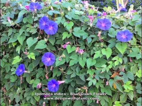 Ipomoea indica - Blue Dawn Flower (Morning Glory) - YouTube