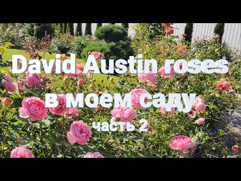 РОЗЫ ДЭВИДА ОСТИНА: сорта в моем саду 2 Часть | David Austin roses