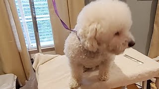 Bichon Frisé Grooming: How To Get The Coat Soft & Fluffy screenshot 2