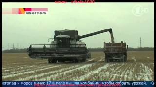 В Омской области спасают урожай от снега