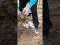 Nourishing the Roots: Enriching Soil for Healthier Plants