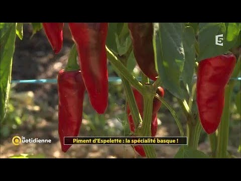 Le piment d'Espelette - Espelette