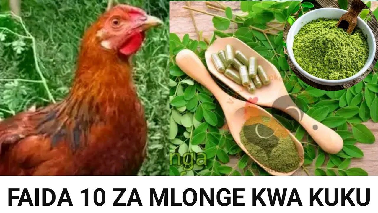 Faida 10 za mlonge kwa kuku || faida za morning kwa kuku