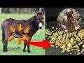 Usaban PANZAS de BURROS y sacaban ORO.&quot;Como Buscar y Encontrar oro sin AGUA&quot;