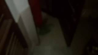 Jungle Me Mangle Jungle Me