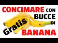 Concimare con le bucce di banana facile e gratis