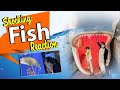 I am Surprised | Unexpected Fish Shocking Reaction at Aquarium Tour| Vlog |Sushma Kiron