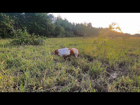 მწყერზე ნადირობა სექტემბრის მიწურულს. Quail hunting Autumn 2021.