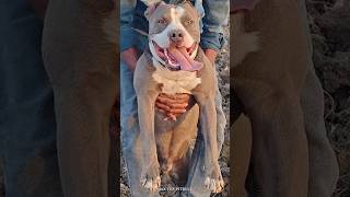 ये कुत्ते आपके लिए जान भी दे सकते है 😱 #max #pitbull #facts #dogvideos #dogbreed #shorts #shortsfeed