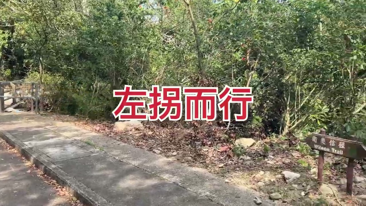 2026 春節慈雲山賞吊鐘花