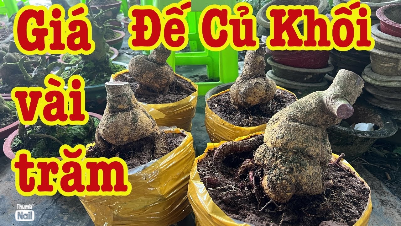 2-3-2026 gốc nhớt rút cốt củ đế giá rẻ lh 0766765975