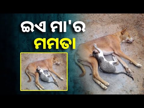 ମା ର ମମତା ଆଗେ ସବୁ ହାର ମାନେ ||Knews Odisha