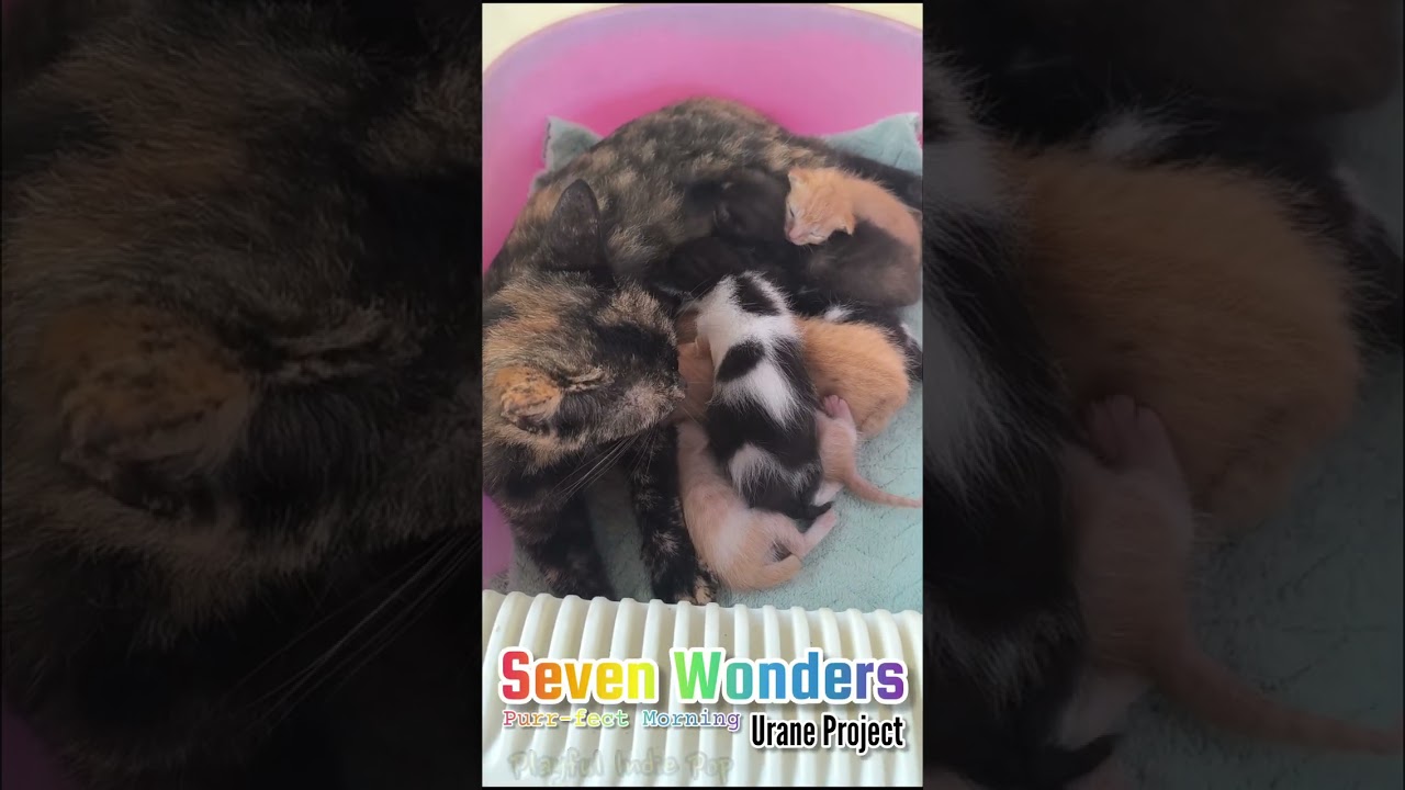 Seven Wonders | Playful Indie Pop | Urane Project | Februari 2026.