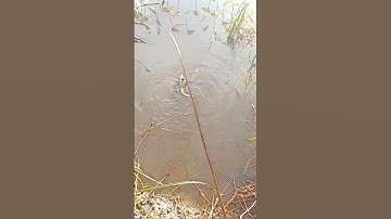 Cắm câu cá lóc dính ếch khủng