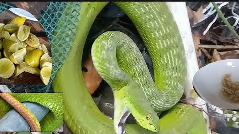 Bài  thuốc sơ cứu khi bị Rắn lục  đuôi  đỏ cắn