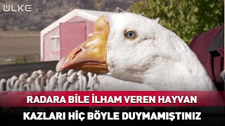 Radara Bile İlham Veren Hayvan Kazları Hiç Böyle Duymamıştınız