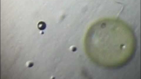 Volvox Colonial Algae