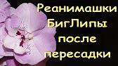 Орхидеи,узамба́рские фиалки,Самара🌺