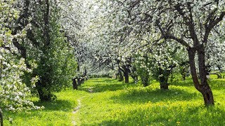 А. Миронов - Песня про Апрель. Весною есть чудесная пора...