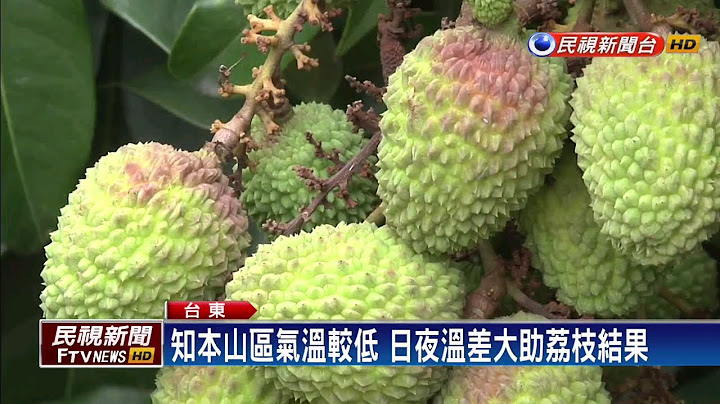 暖冬缺雨 台東荔枝農勤灑水逆勢豐收－民視新聞 - 天天要聞