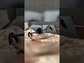 If Drones Could Dream… This Would Be It | Drone’s Nightmare 😂💤✈️💥