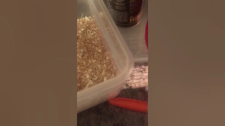 How to feed a toad