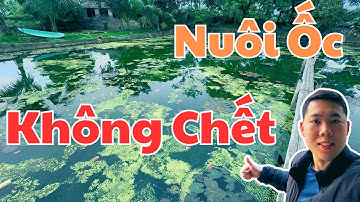 3 Bí Quyết Nuôi Ốc Nhồi Không Chết