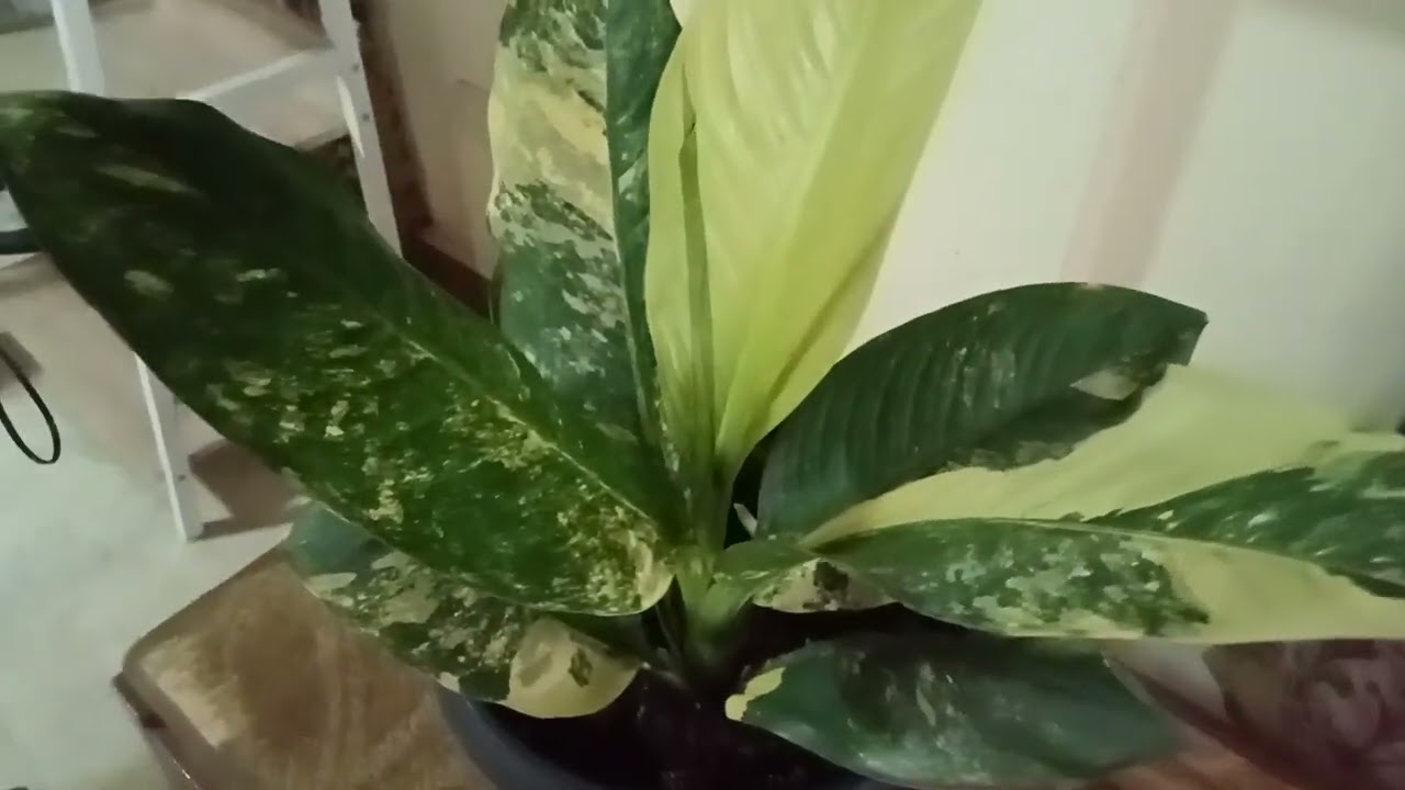 WOWOWI PLANT
