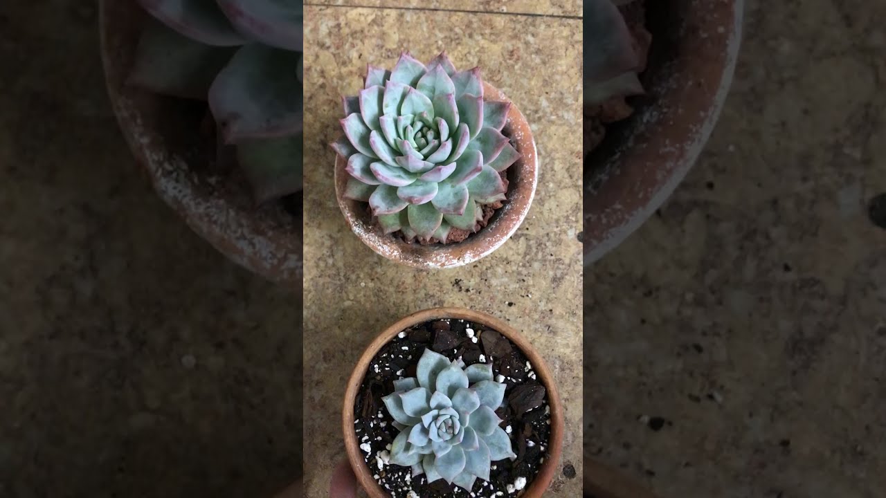 plants and cakes Repotting Echeveria Blue Bird