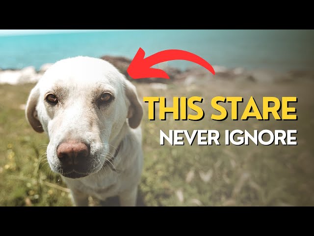 Why Dogs Stare At you? (Warning Sign) class=