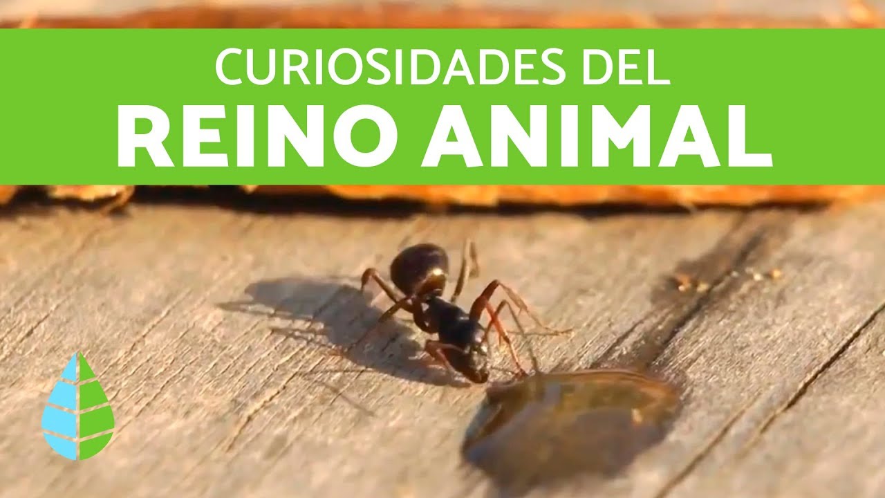 CURIOSIDADES DEL REINO ANIMAL
