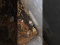 We Have Babies 😍 #isopods #pandakingisopod #pillbugs #woodlice #relaxingmusic #relax #bioactive
