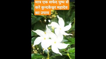 मात्र एक सफेद पुष्प से करे कुन्दकेश्वर महादेव का उपाय  #panditpradeepjimishraji #motivation